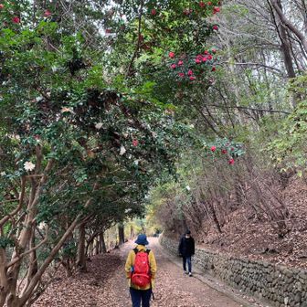 姉さんと紅白のサザンカ