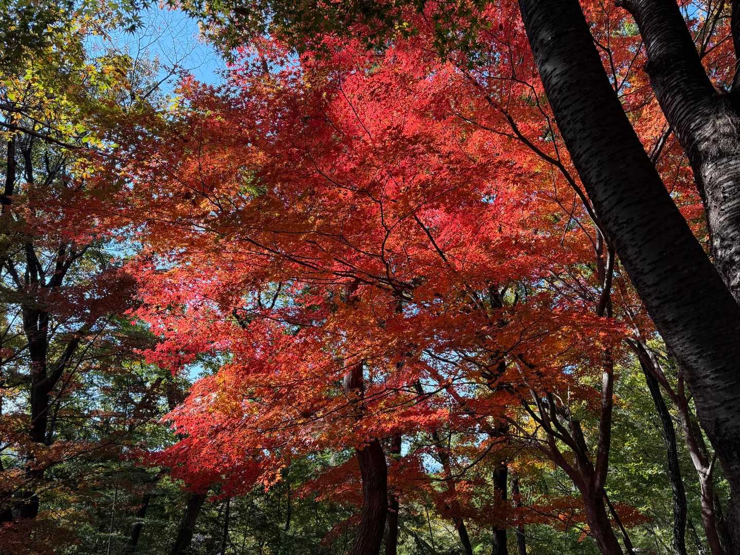 きれい🍁