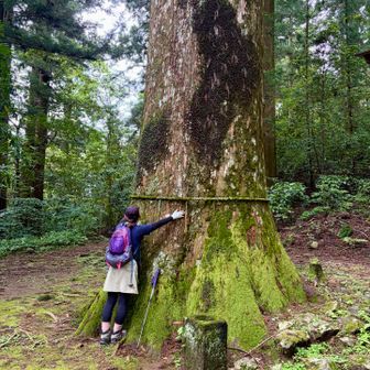 杉原神社の樹齢600年の巨杉
杉原神社から下山道は苔と杉林が続きます