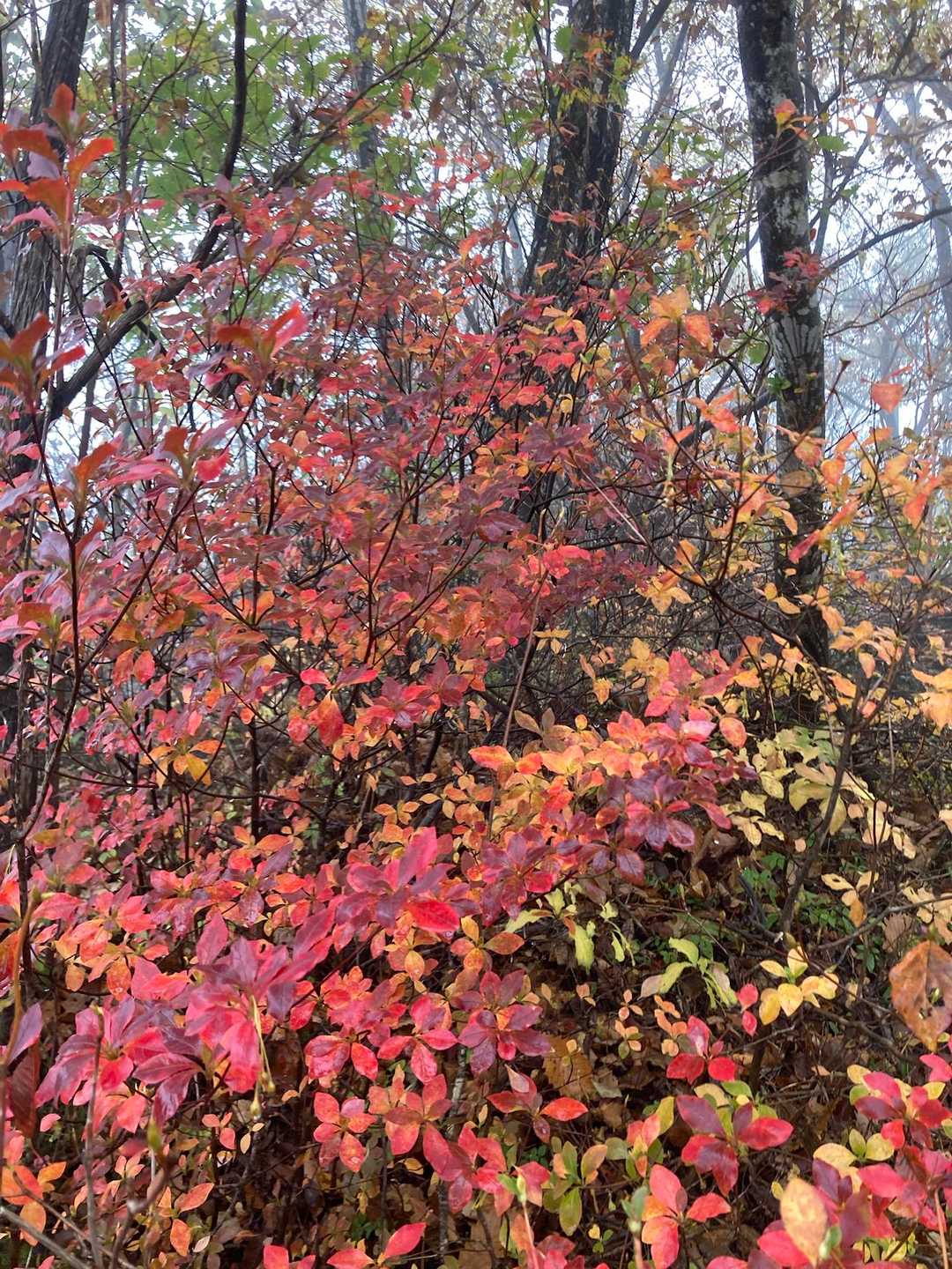 紅葉🍁真っ赤です！
