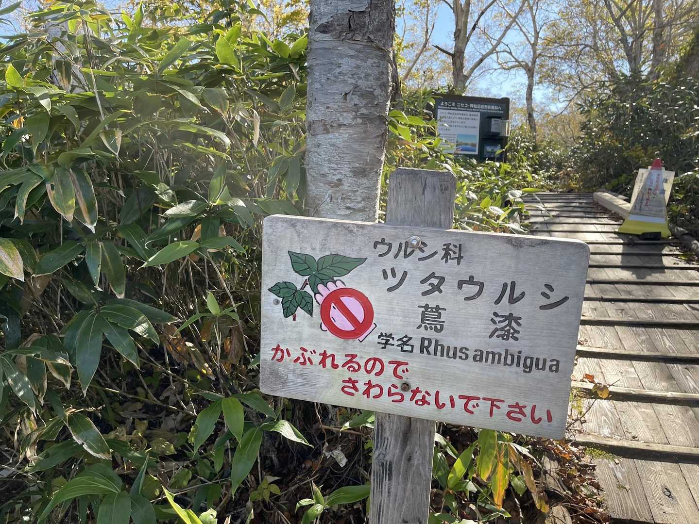 夏にあった蔦漆も枯れてました。

