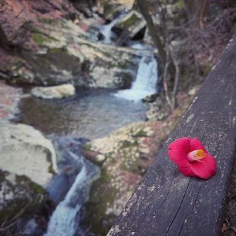 椿三十郎、久しぶりに見たいな。