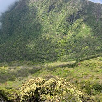 下に、お花がありました。