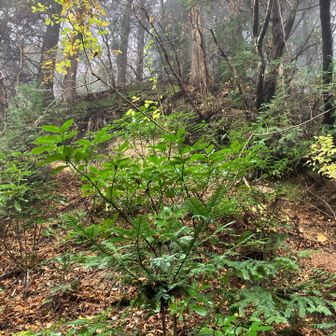 Yamapに県境尾根の取付きとマークされてましたが、違うと思います💦木の根を掴んで、最後は腕力で強引に登りました。本当の取り付きはもう少し登山道を進んだ先の方かと思います