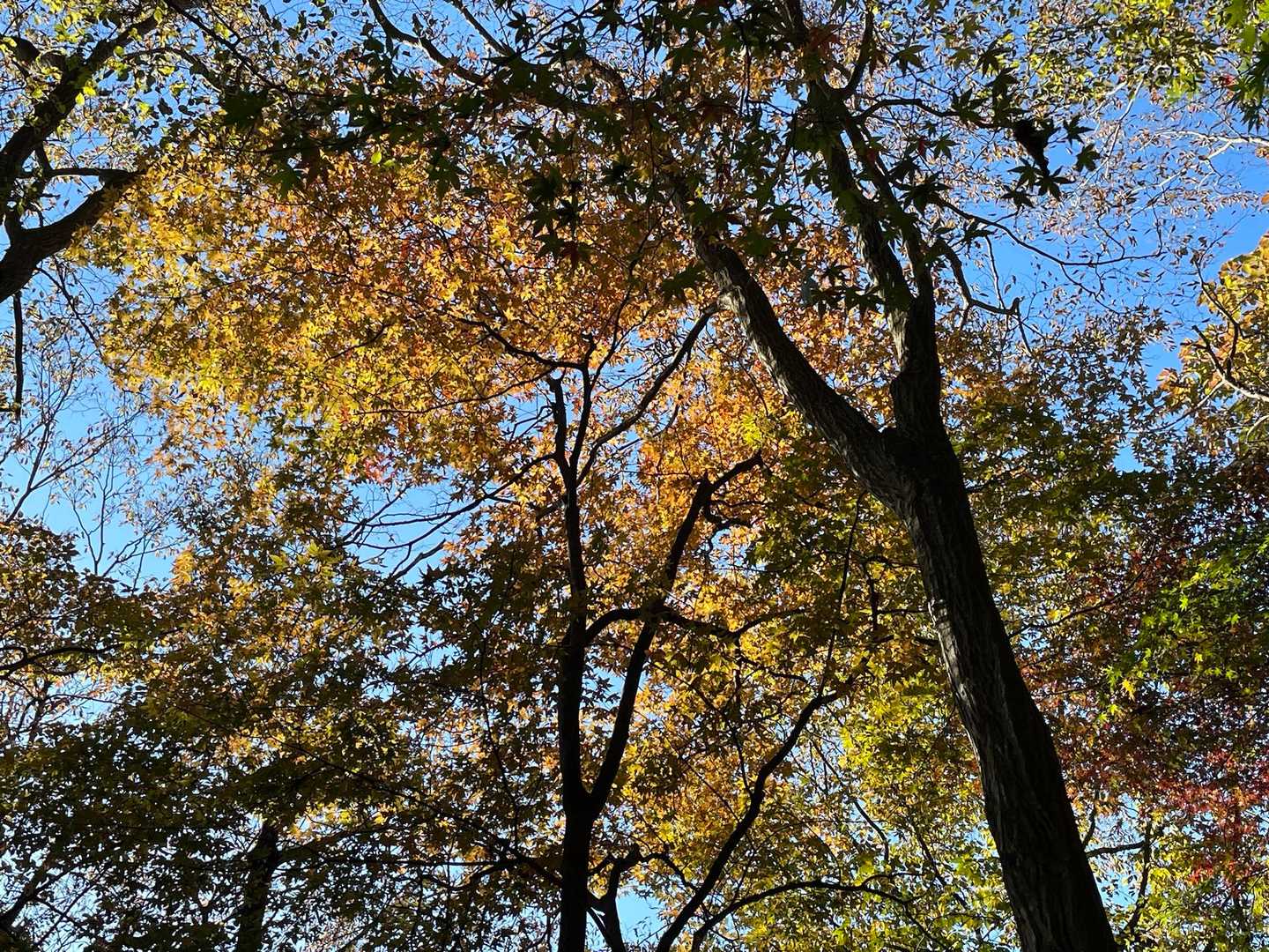 樹間に色が有れば撮る