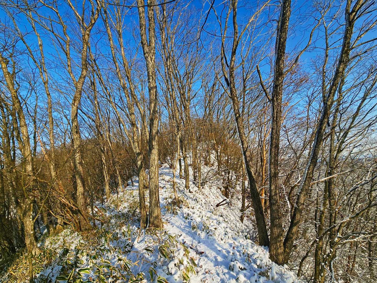 青空に枯れ枝に白い雪と冷たい空気は本当に気持ち良かったです。

気温はマイナス4℃くらいでした。
暑がりの私がフリースを脱ぐことがなかったです。指出し手袋だと止まると指先が痺れてきます。