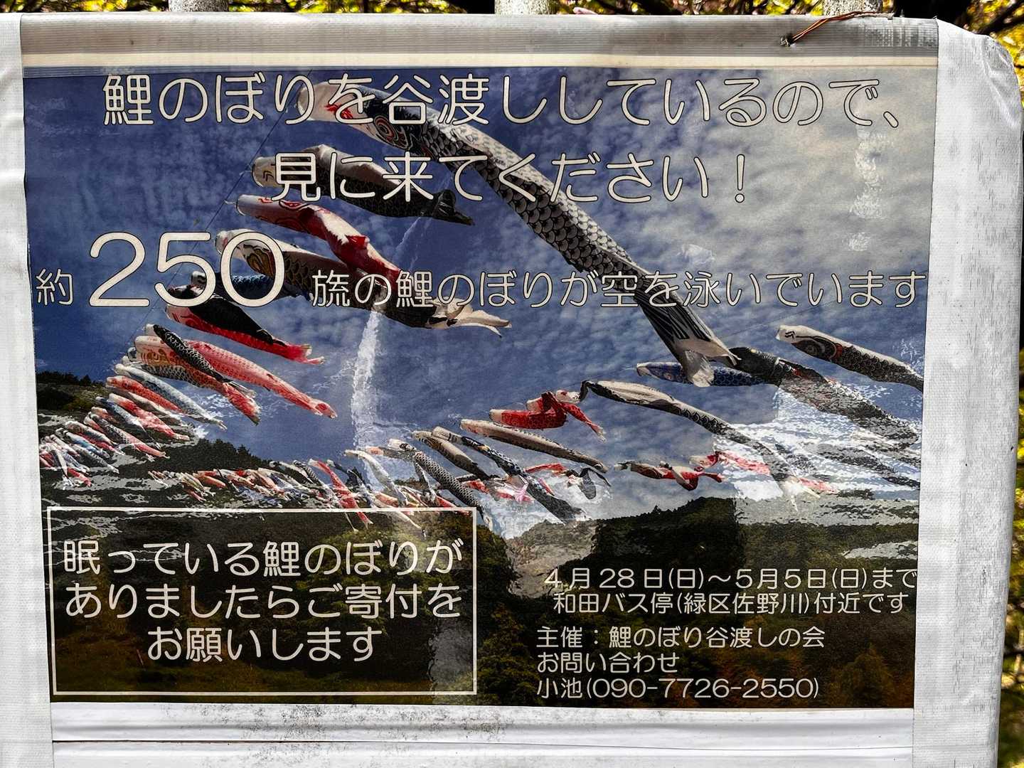 見てみたいな✨