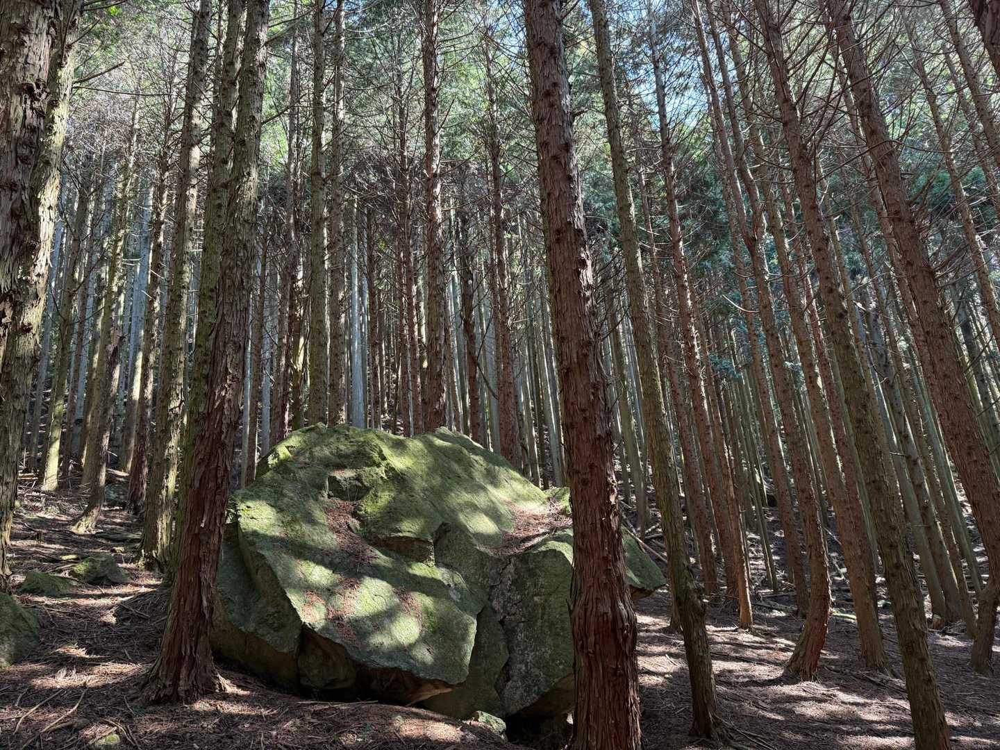 杉林に大きな岩。