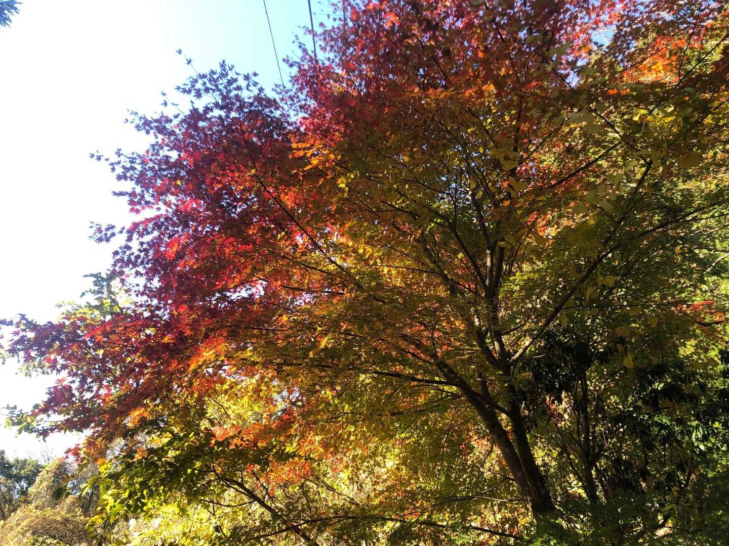 紅葉はほぼ終わりですね