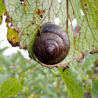 アンモナイトかと思った🐌
こいつすごい沢山いた。
あとは鹿とヤマドリくらいにしか出会わず。
熊の痕跡は無かったけど、確実に居るとは思うので気をつけて🐻