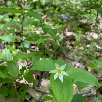 ランチ後 神社⛩方面へ

チゴユリ