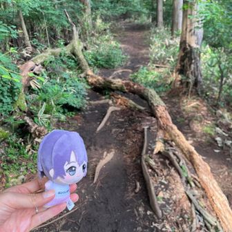 明王峠当たりにも倒木