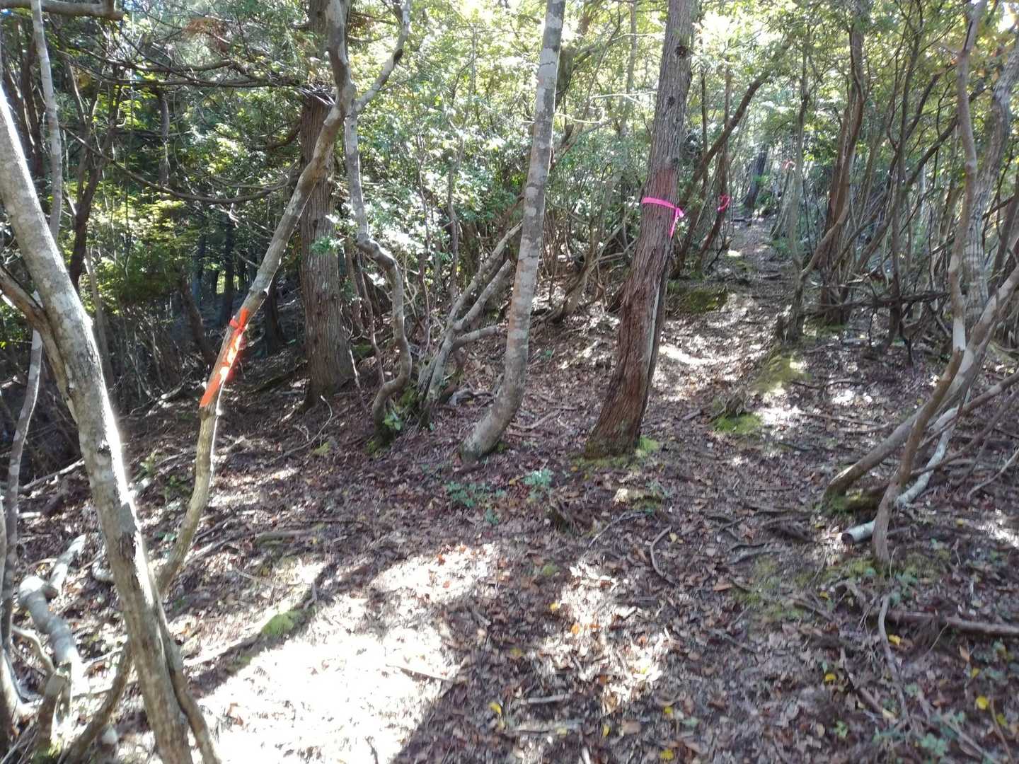 道は二股に…右側ピンクのテープの方に進んでください。左側（本来の巻き道）からも行けますが途中で道が分かり難いです。
