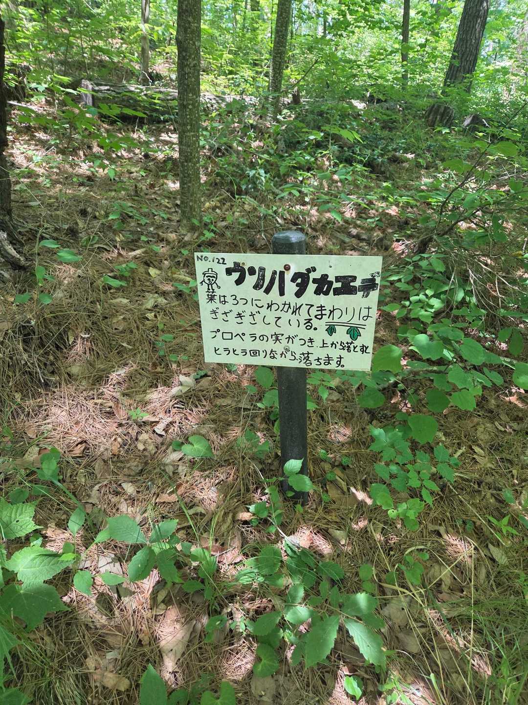 小学生が、可愛い看板を作ってくれてる🥰