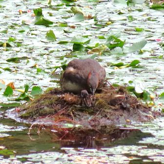 カイツブリに雛が生まれたようだ🐥