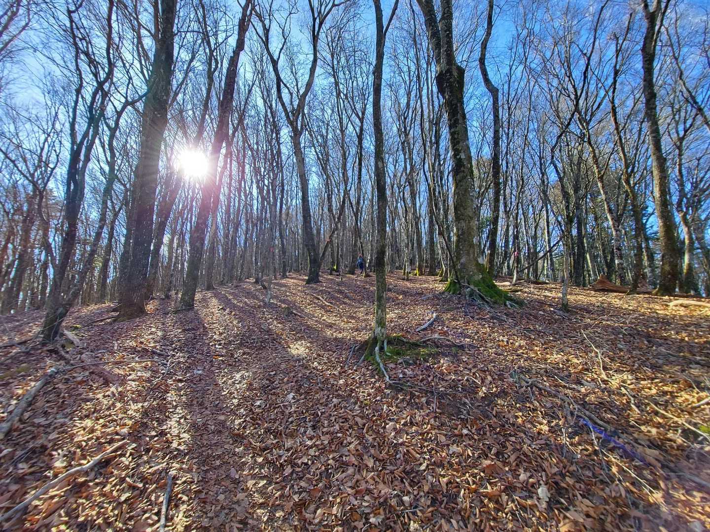 これでも意外と急登です👣