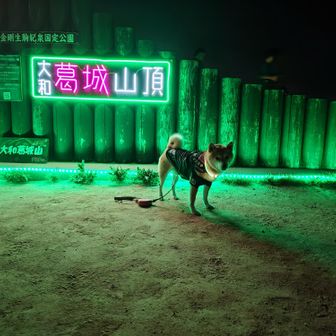 夜とるのは難しい