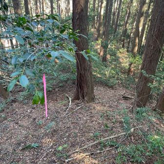 方向を確認し、更に隣の尾根に移動。暫く下るとピンテが現れました。