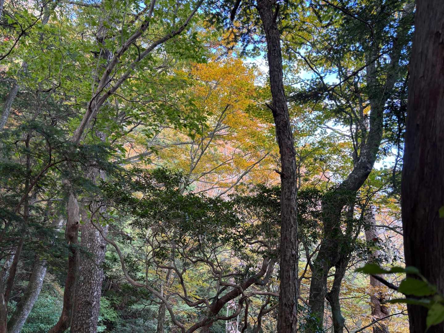 黄葉