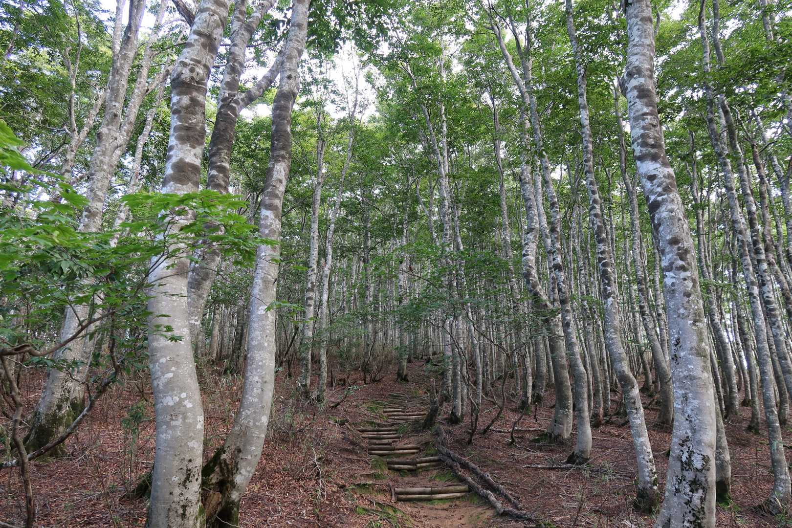 再びﾌﾞﾅ林の中を下山