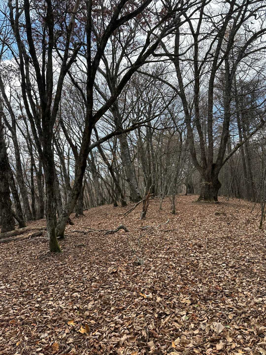 落葉で道が分かりにくい