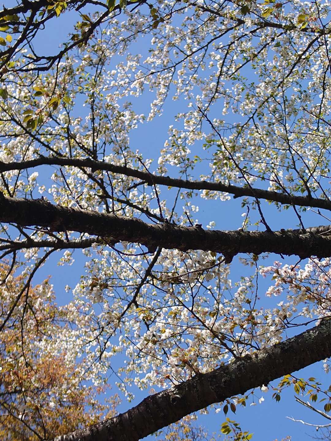 小粒の桜🌸
