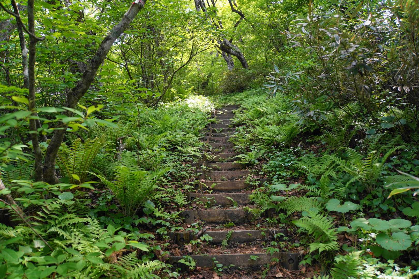真山 往復コースの写真