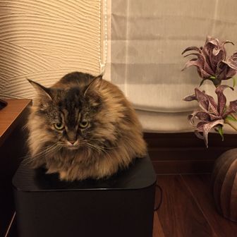 ノンちゃん