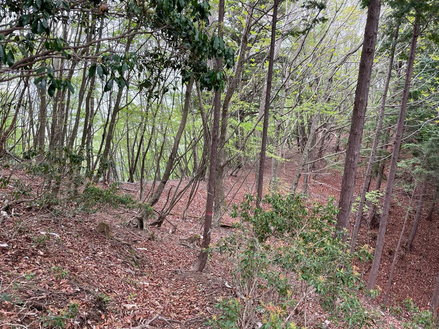 鳥屋戸八丁山から松岩ノ頭の間は尾根が２つに分かれて道が分かりにくい。ピンクテープを確認して慎重に進む