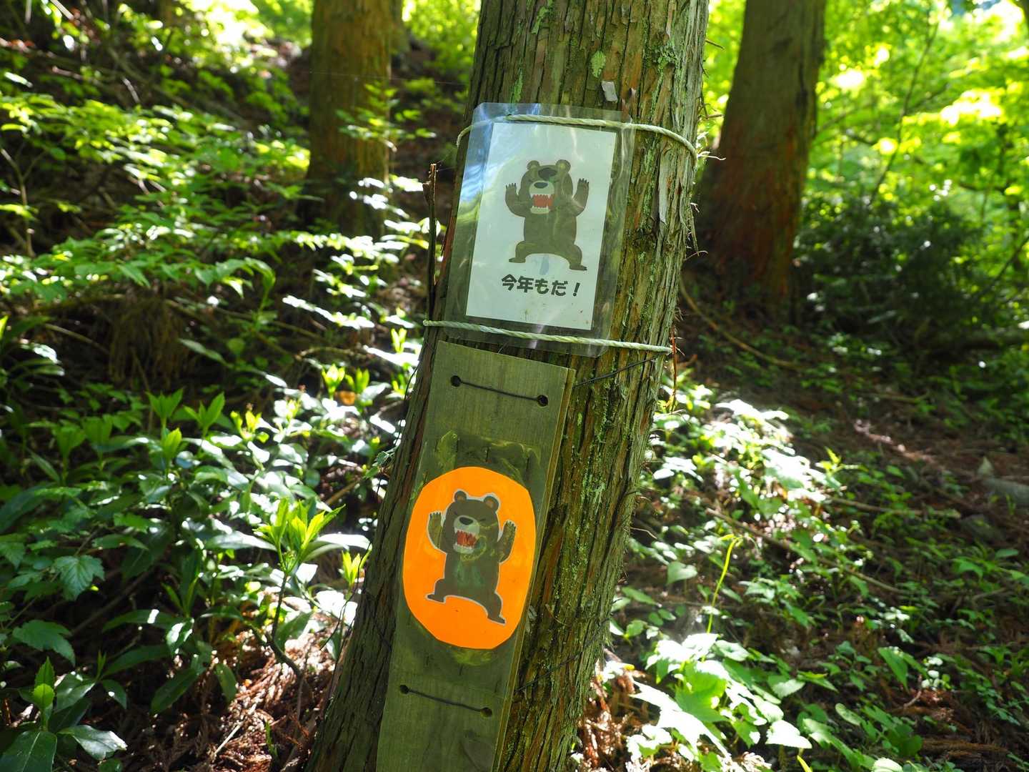 今年もクマは出るそうです🐻
