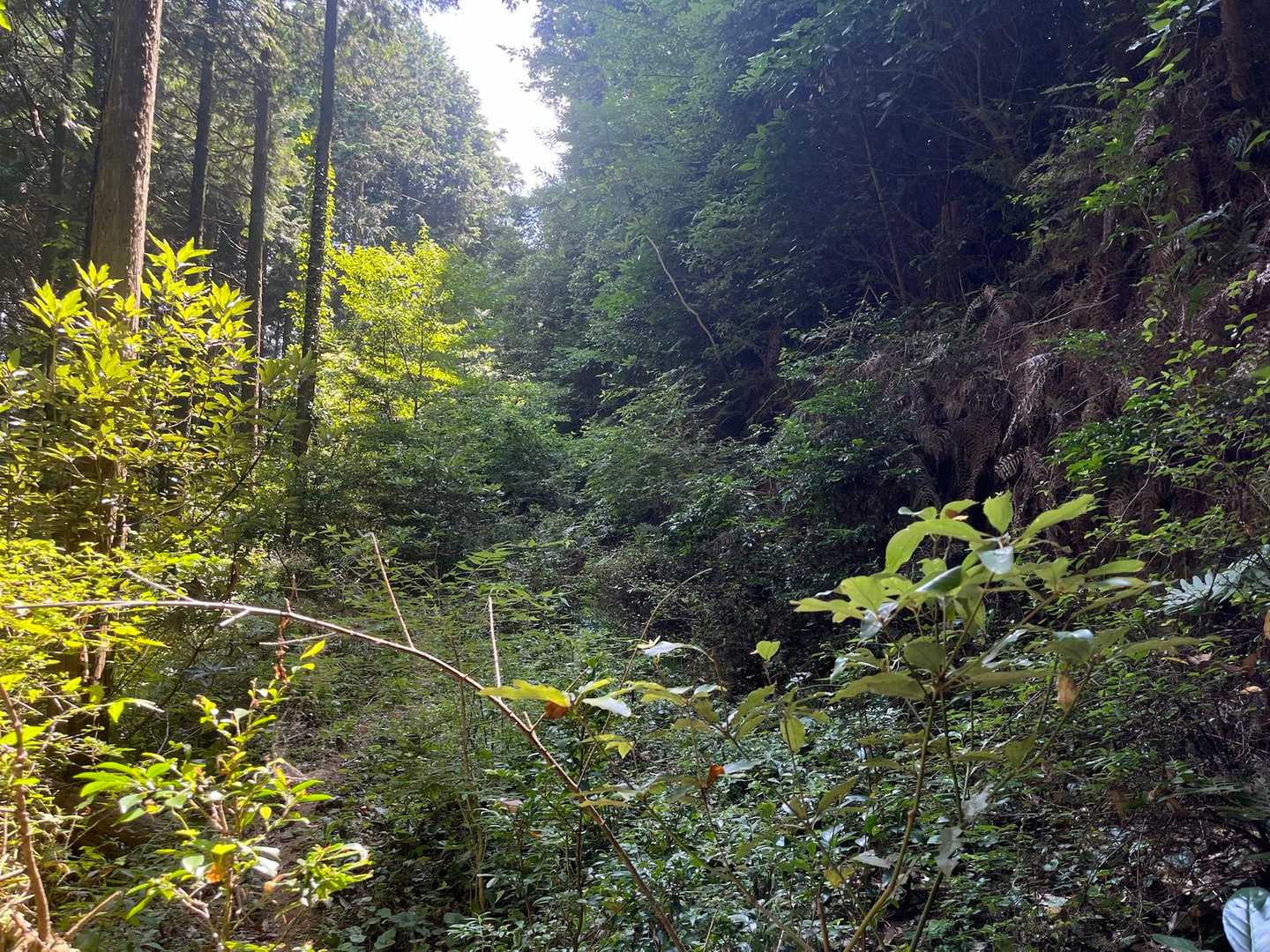 市の瀬峠-白畑山 往復コースの写真