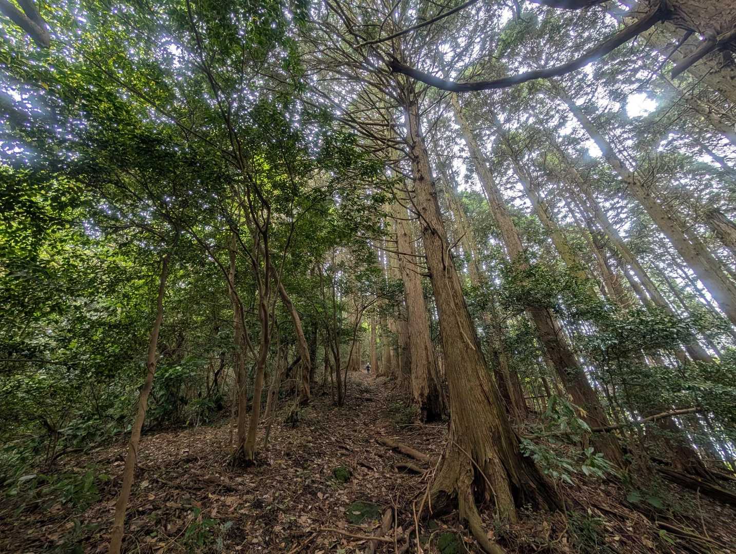 千石岳登山口-千石岳 周回コースの写真