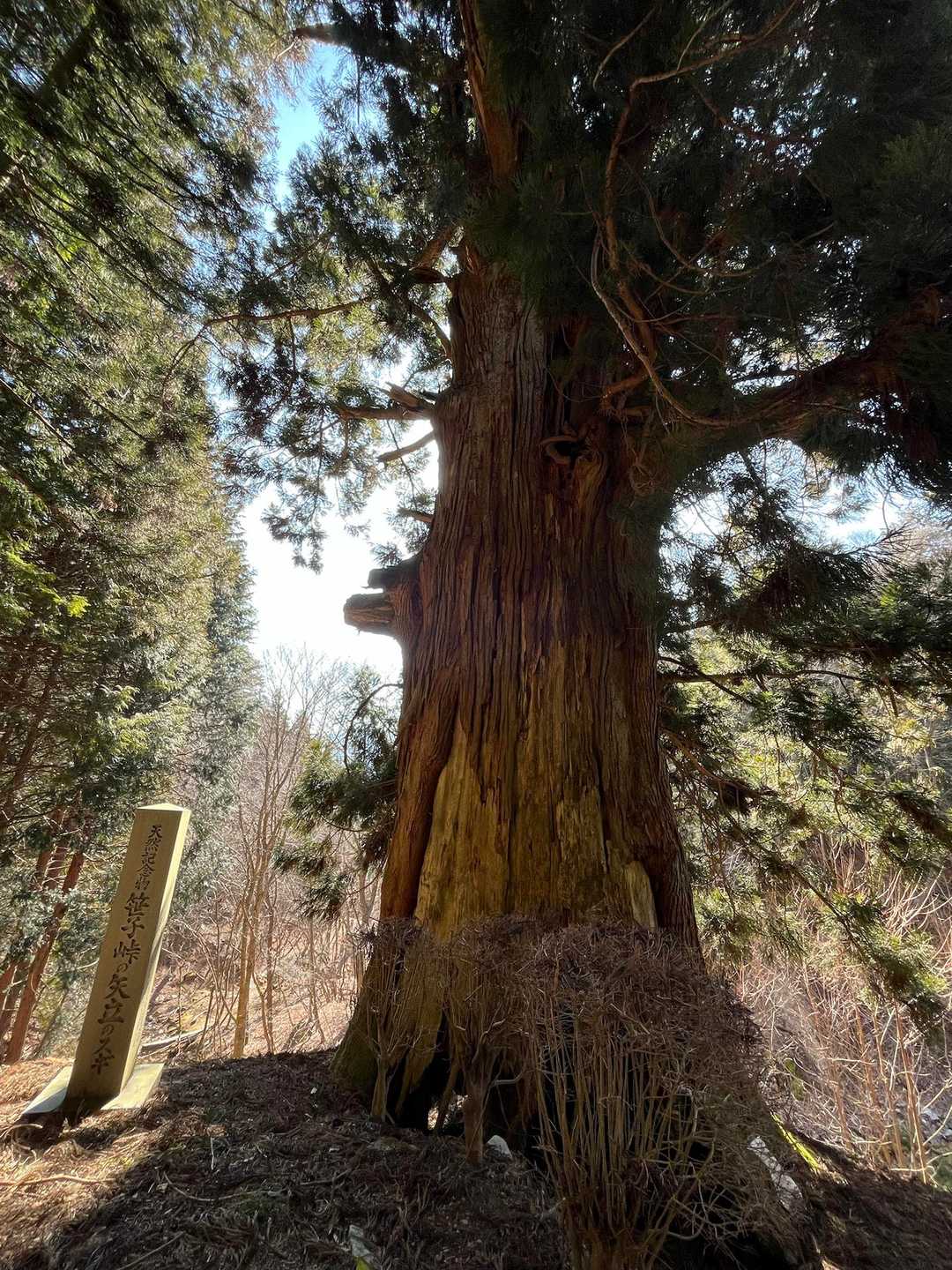 無事、下山
矢立の杉🌲がお迎えしてくれました