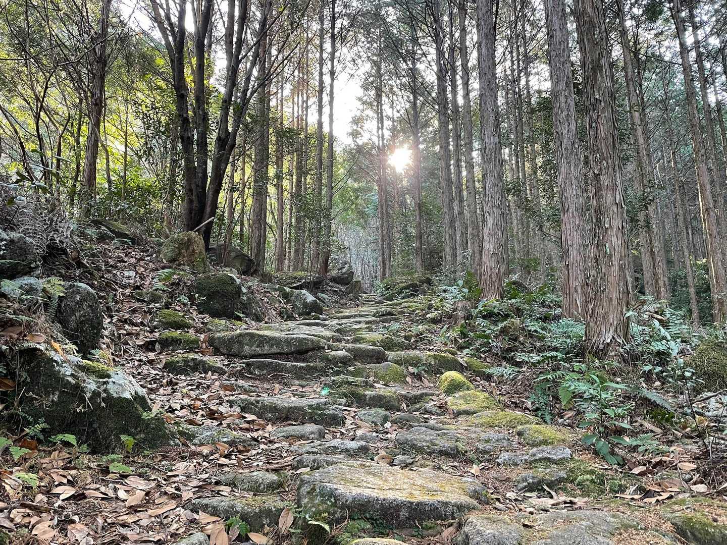 伊勢路（八鬼山越え（尾鷲~三木里））の写真