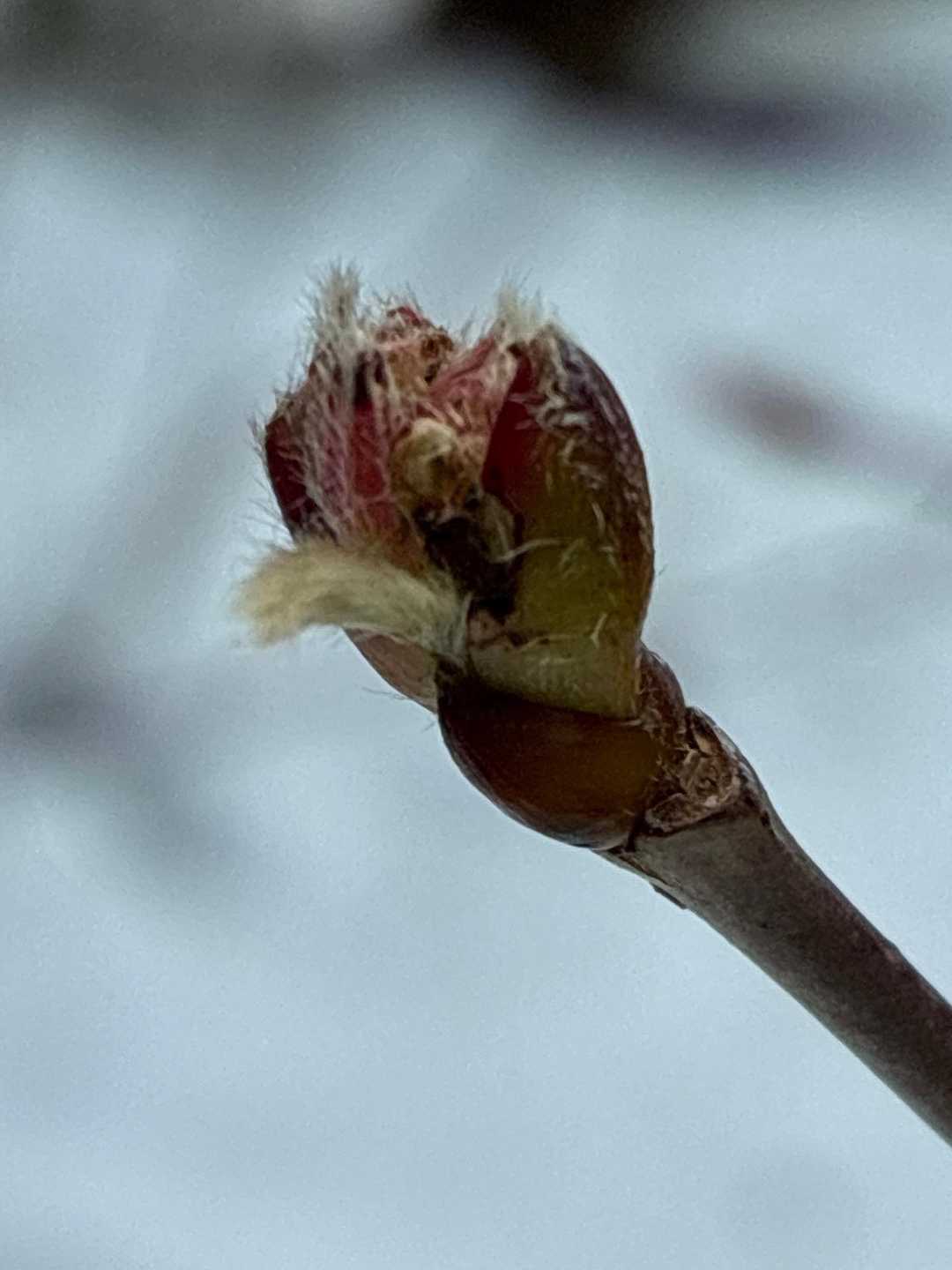 なんの芽🌱❓
