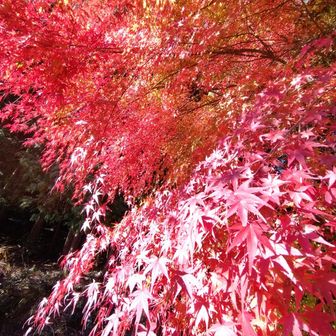 紅葉🍁