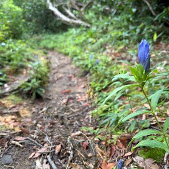 リンドウが咲いておりました💙

このコース、草花が少なめ🥲

キノコ🍄‍🟫はあるけど😅