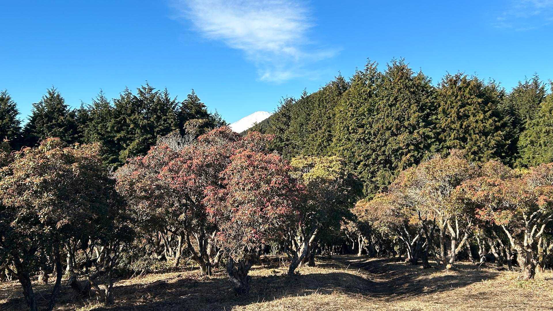 富士山🗻も、ひょっこり
