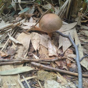 りっばなキノコ🍄