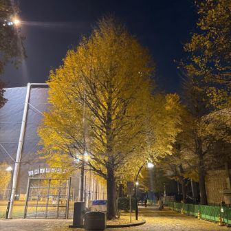 ピークハントを終えたので帰りましょう。
イチョウがキレイな公園の道を進み
