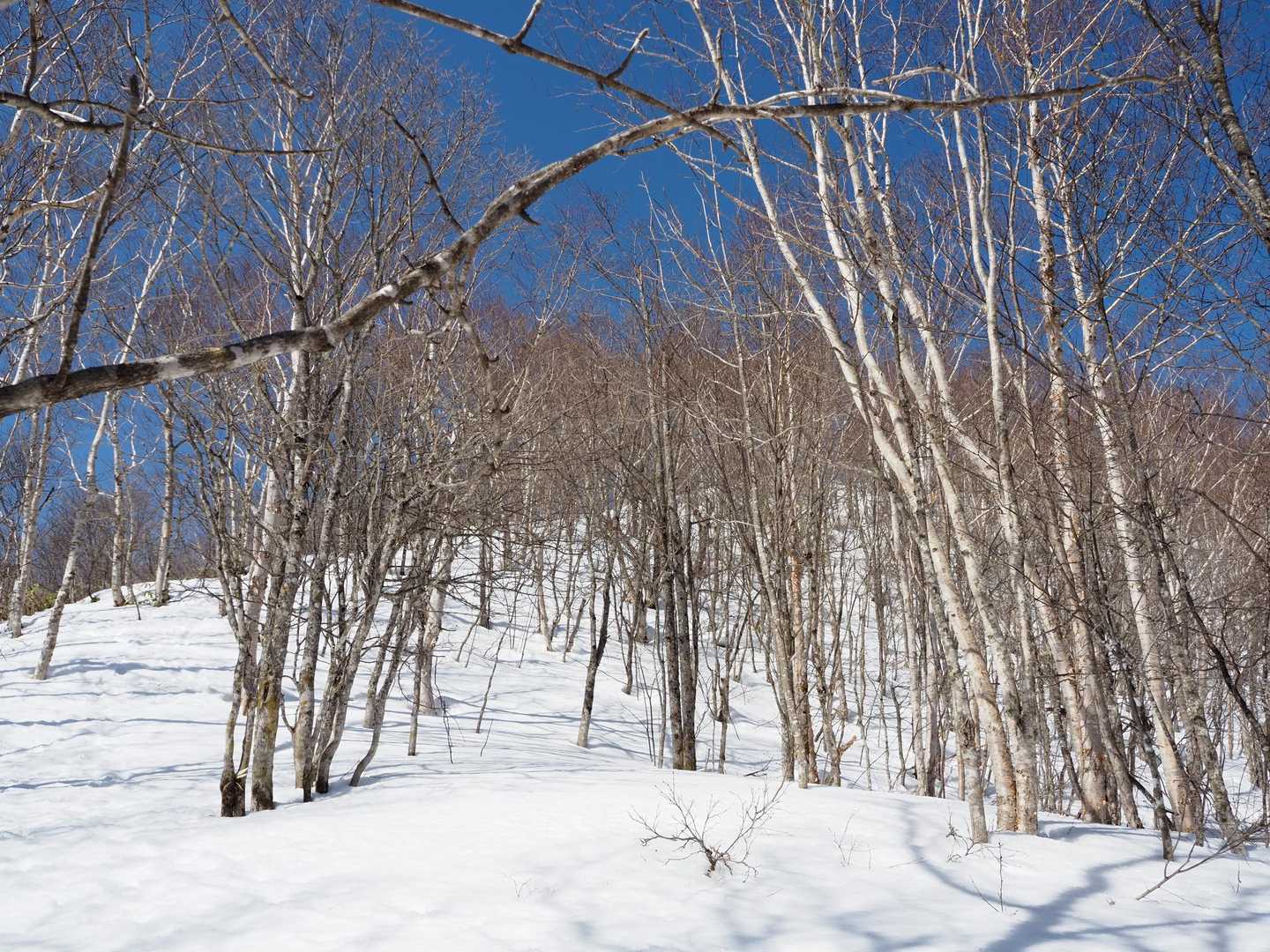穴目ヶ岳 往復コースの写真