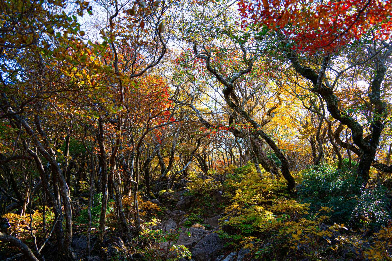 天城縦走登山口-万二郎岳-馬の背-石楠立-万三郎岳-片瀬峠 周回コースの写真