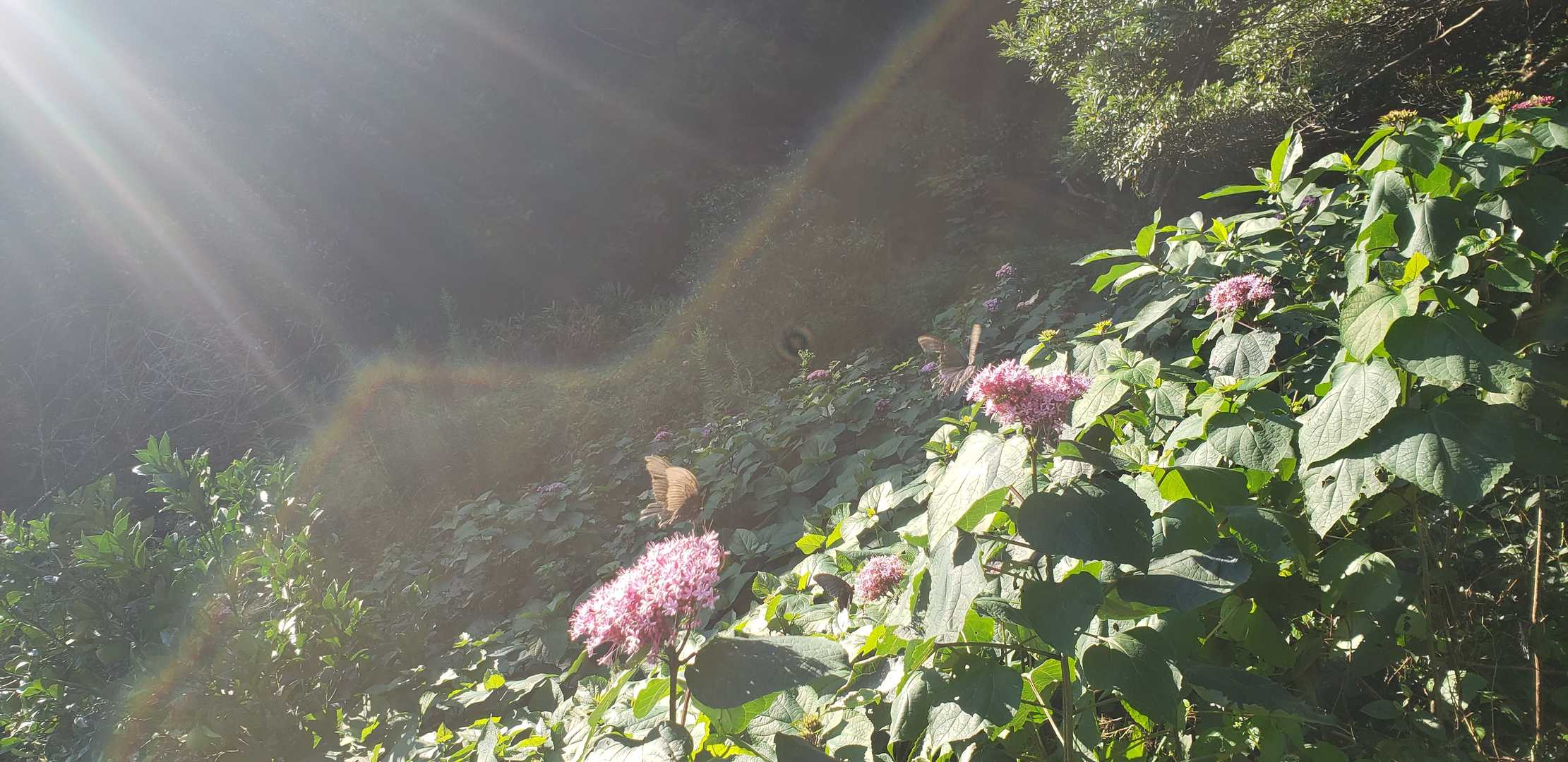 ちょっとわかりにくいけど🦋がたくさん🎵