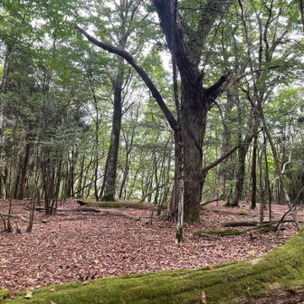 平家山の森は落ち着く雰囲気✨
しかしアブがクルクル周りを周って来るのでパタパタ退散🤣
