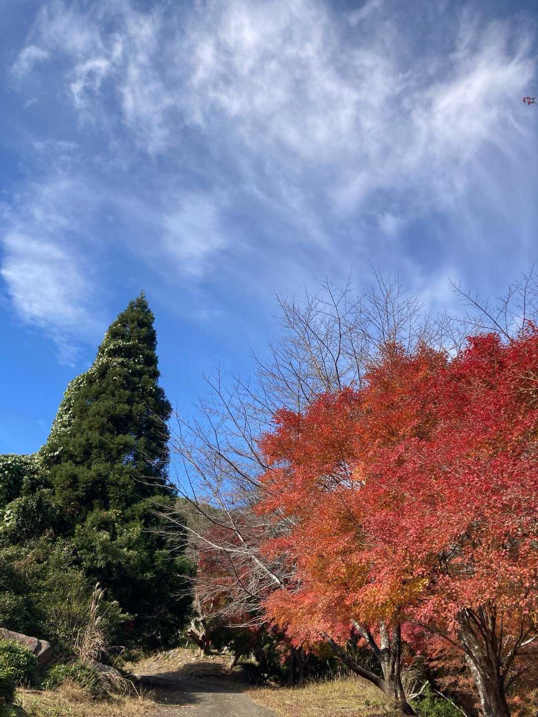 🌲🍁
