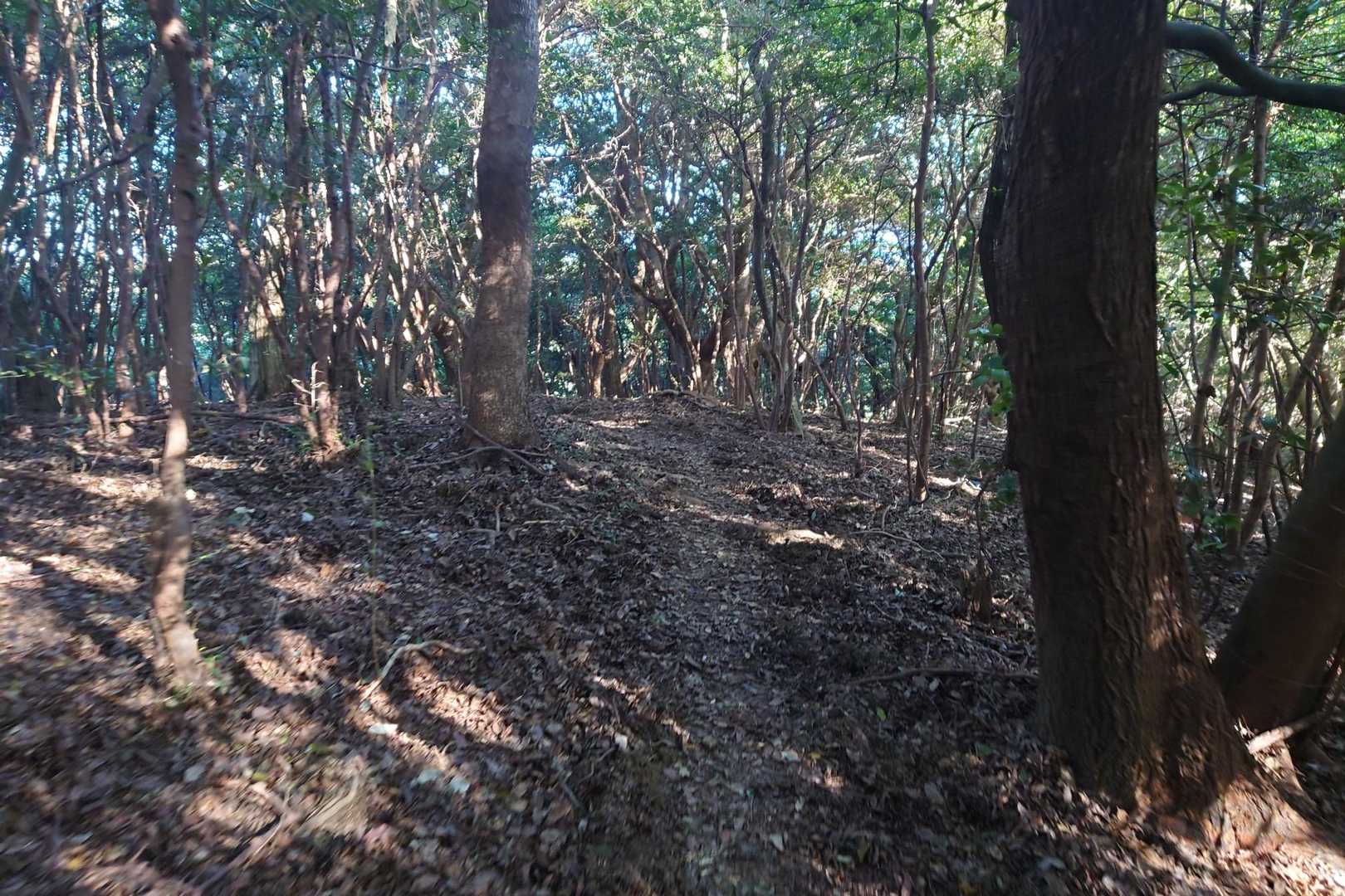 走りたかったトレイル🥹