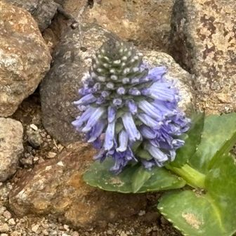 赤岳展望荘前にひとつだけウルップソウ。