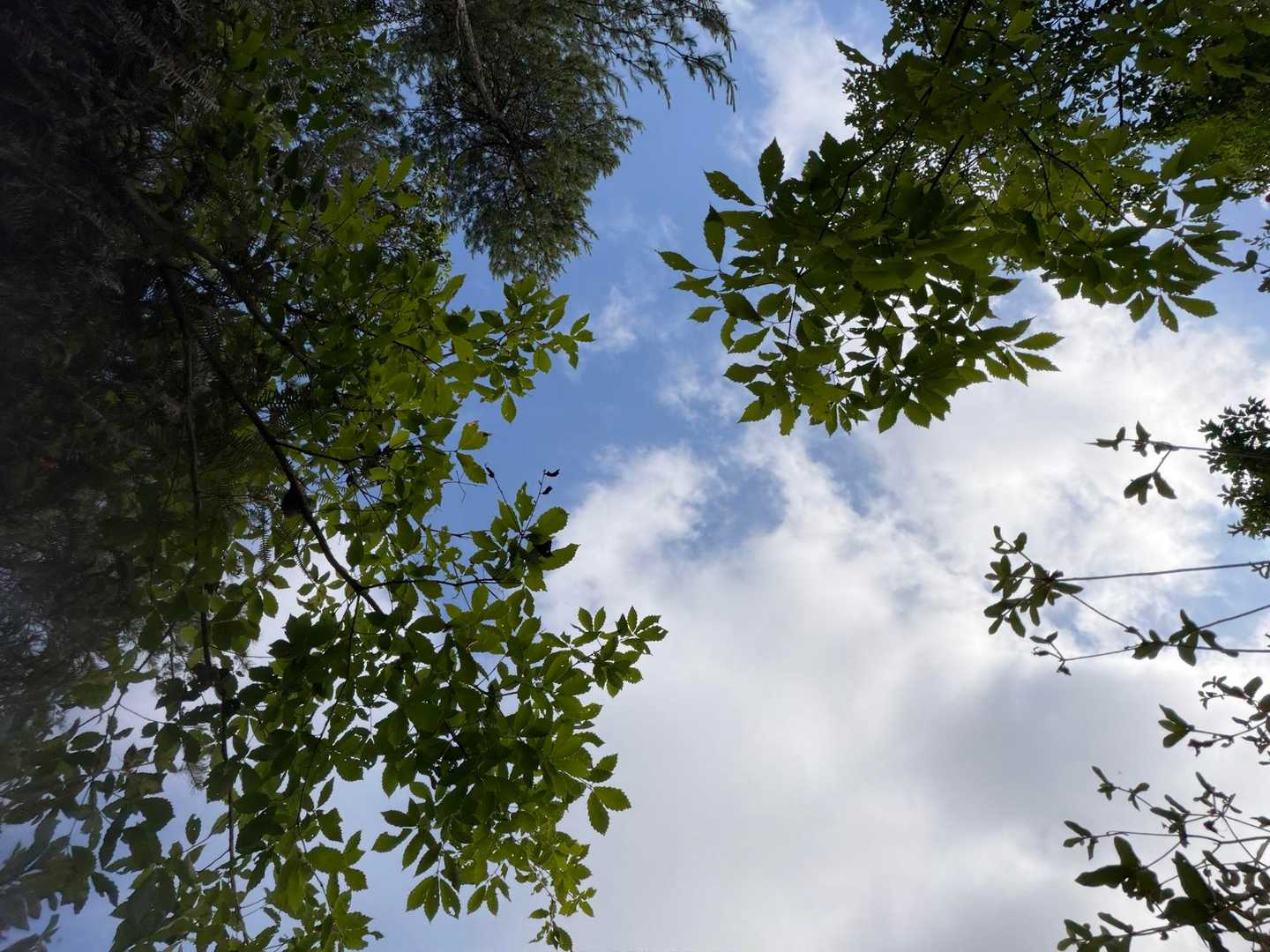 成井登山口-小高御位山-高御位山 周回コースの写真