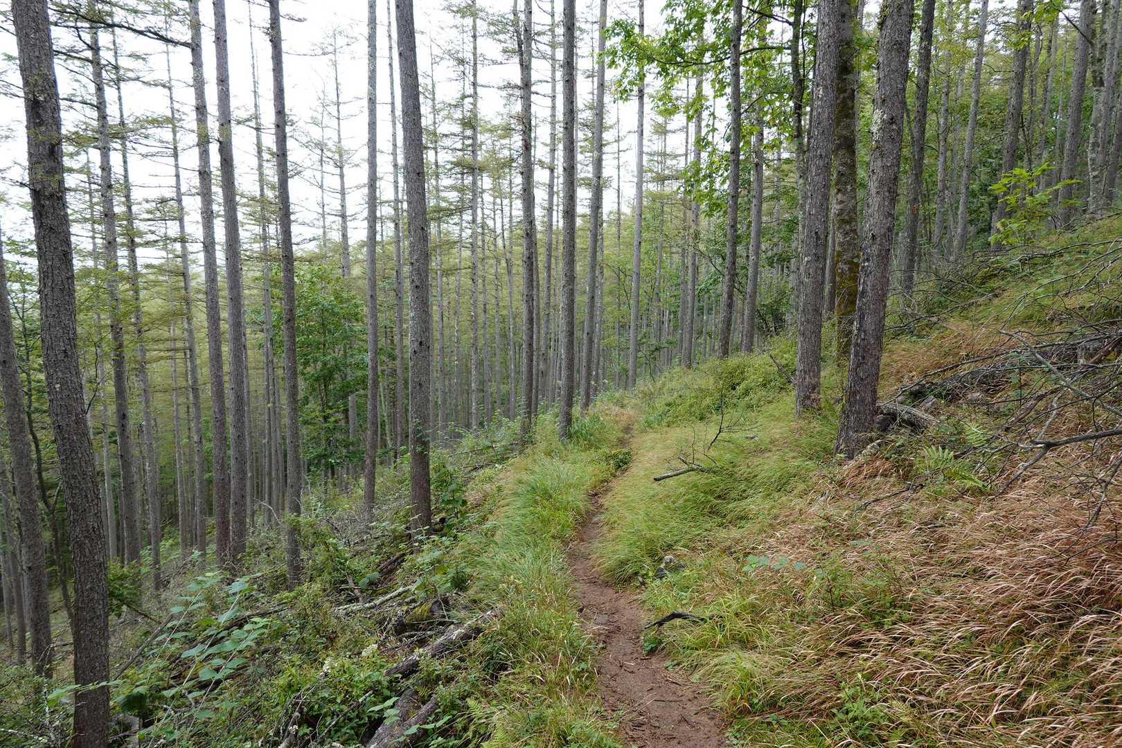 小楢山（焼山峠）の写真