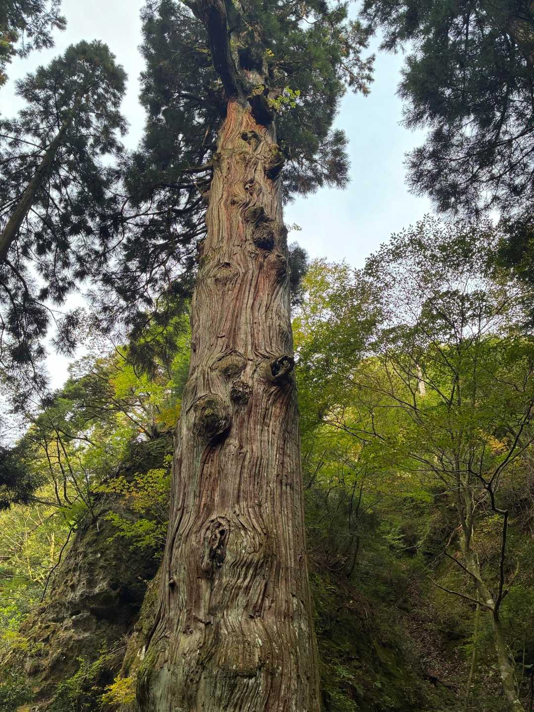 玉屋神社登山口-英彦山 往復コースの写真
